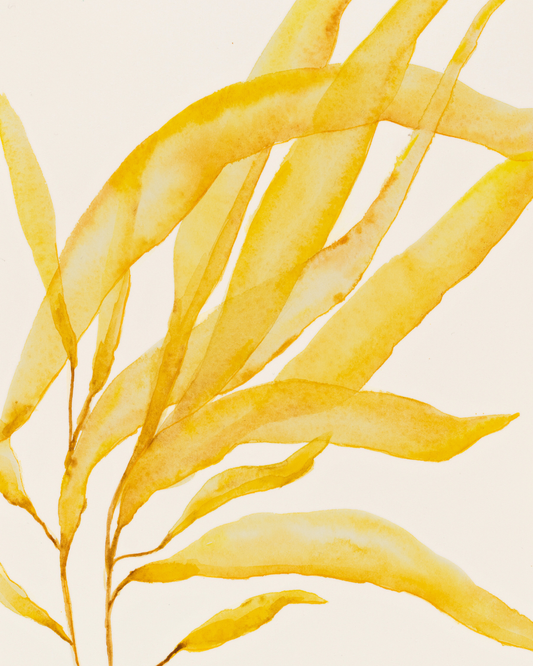 Blooming – Sunleaf